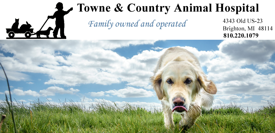 Welcome to Towne & Country Animal Hospital, 
located in Brighton, Michigan!